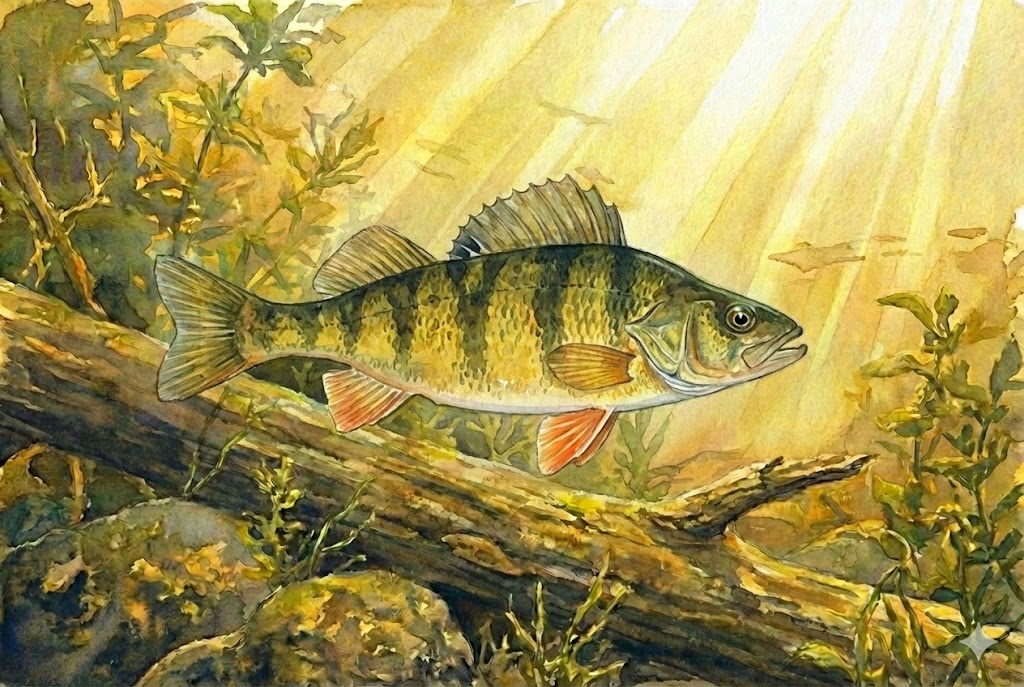 Yellow Perch Fishing Georgian Bay